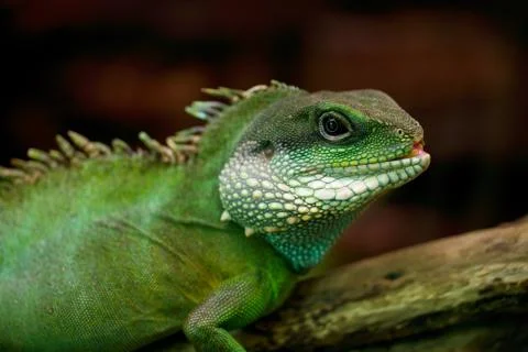 Iguana Stock Photos