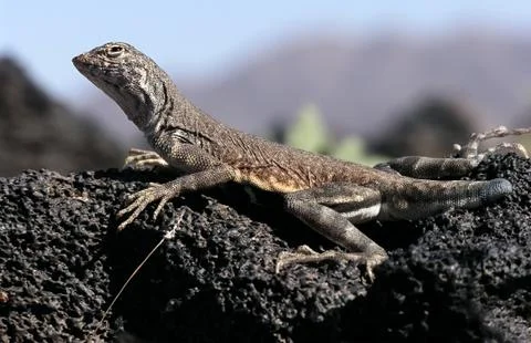 Iguana Stock Photos