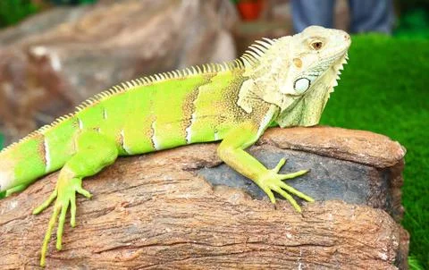 Iguana 스톡 사진