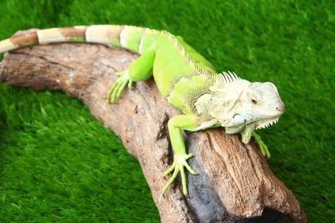 Iguana 스톡 사진