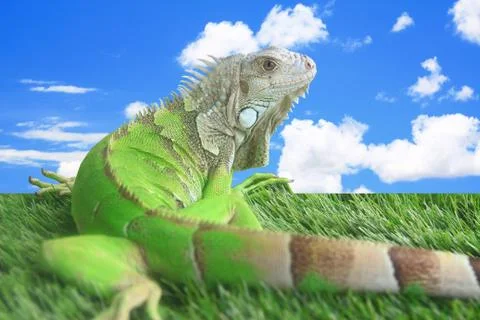 Iguana 스톡 사진