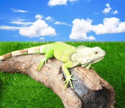 Iguana Stock Photos