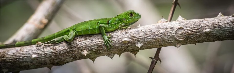 Iguana Stock Photos