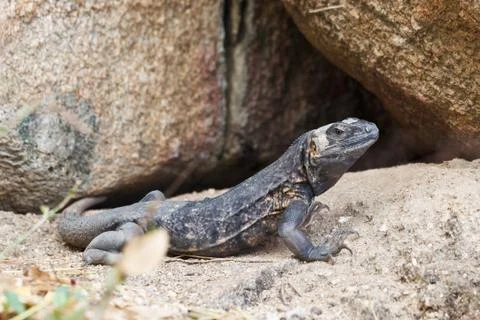 Iguana Stock Photos