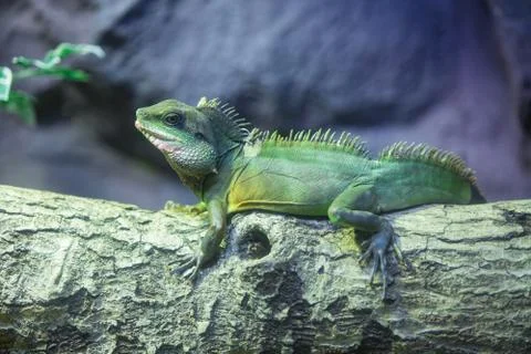 Iguana Stock Photos