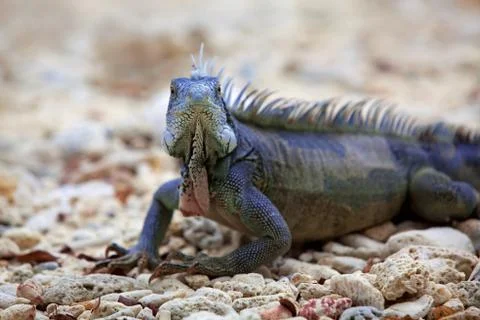 Iguana Stock Photos