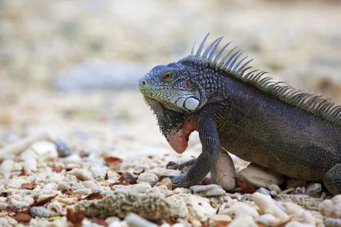 Iguana Stock Photos