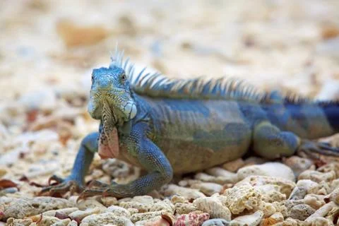 Iguana Stock Photos