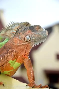 Iguana 库存照片