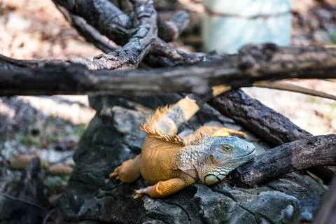 Iguana Stock Photos