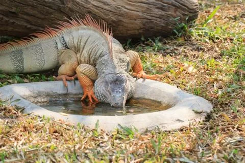 Iguana Stock Photos