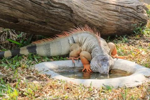 Iguana Stock Photos