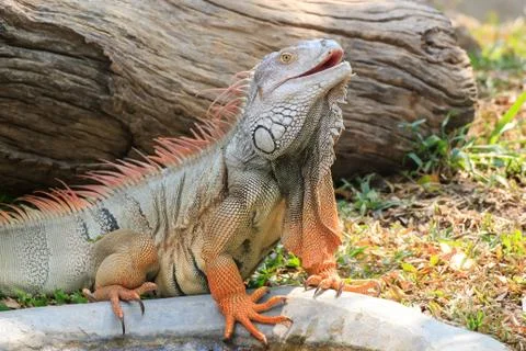 Iguana Stock Photos