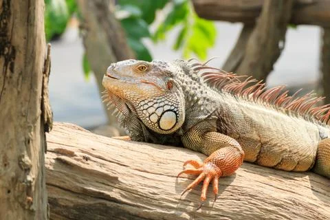 Iguana Stock Photos