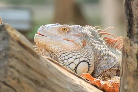 Iguana Stock Photos