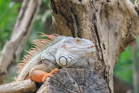 Iguana Stock Photos