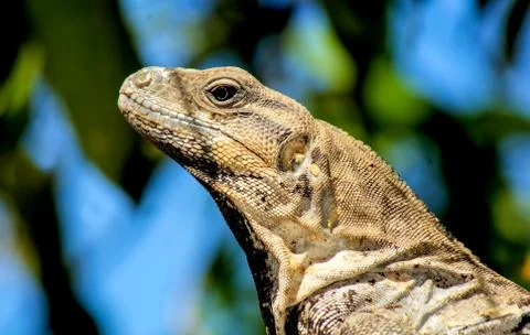 Iguana Stock Photos