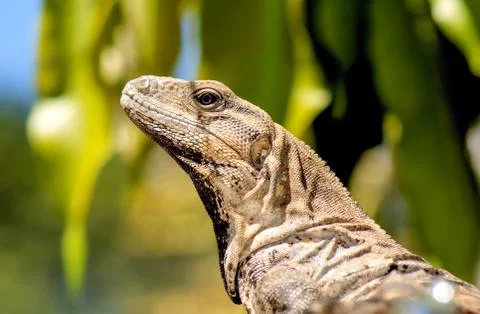 Iguana Stock Photos