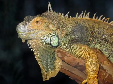 Iguana Stock Photos