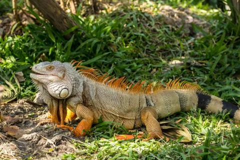 Iguana Stock Photos