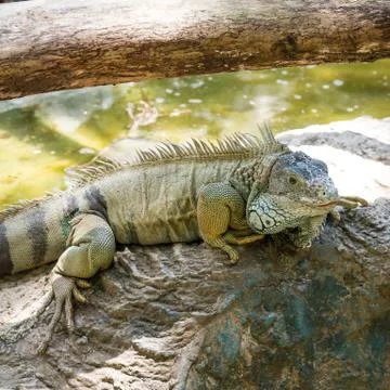 Iguana Stock Photos