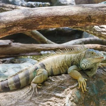 Iguana Stock Photos