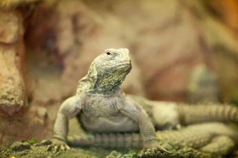 Iguana Stock Photos