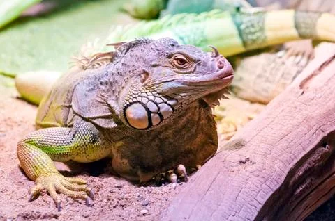 Iguana Stock Photos