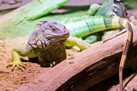 Iguana Stock Photos