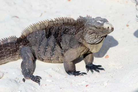 Iguana 스톡 사진
