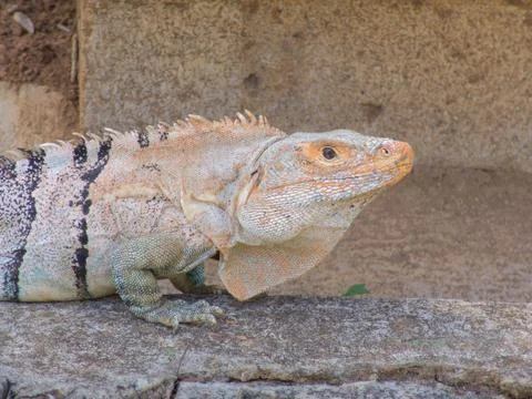 Iguana Stock Photos