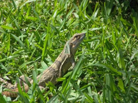 Iguana Stock Photos