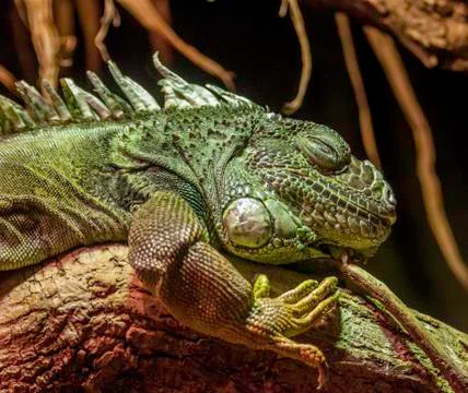 Iguana Stock Photos