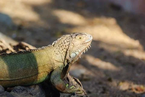 Iguana Stock Photos