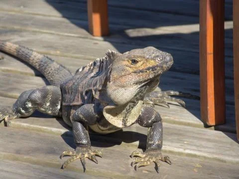 Iguana Stock Photos