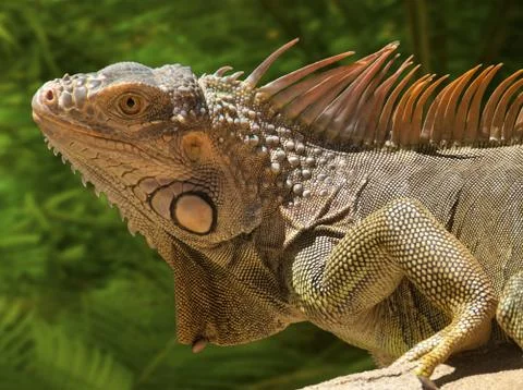 Iguana Stock Photos
