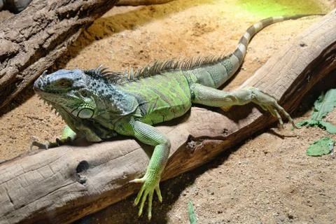 Iguana Foto stock