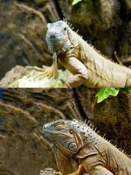 Iguana Stock Photos
