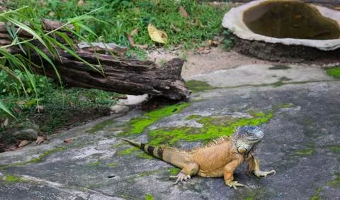 The iguana Stock Photos