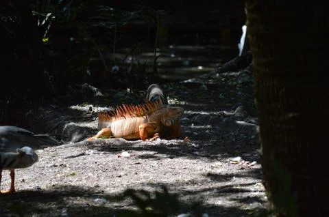 Iguana Stock Photos