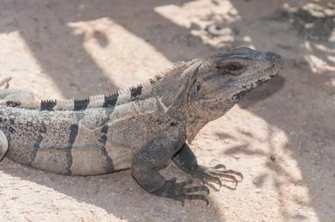 Iguana Stock Photos