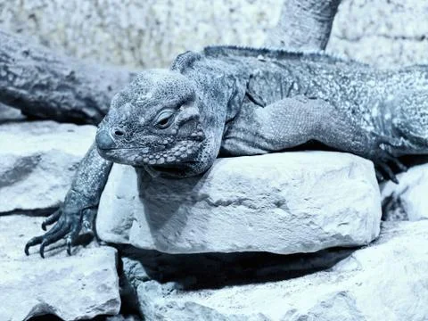 Iguana Stock Photos