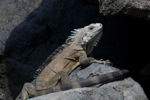 Iguana Stock Photos