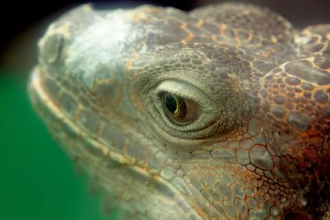 Iguana Stock Photos