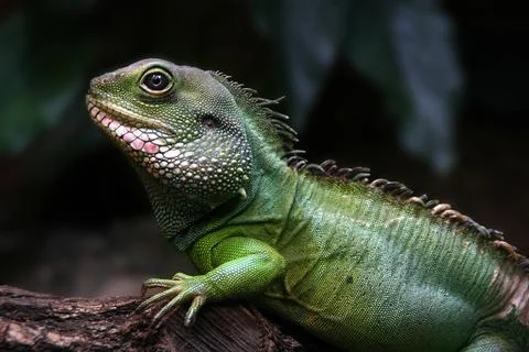 Iguana Stock Photos