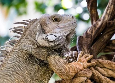 Iguana Stock Photos