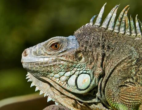 Iguana 库存照片