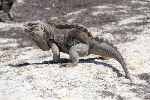 Iguana Foto stock