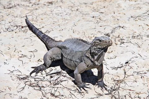 Iguana Foto stock