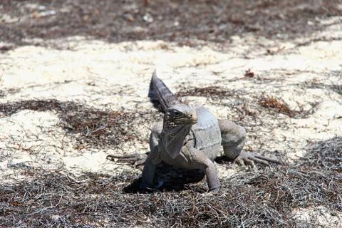 Iguana Foto stock